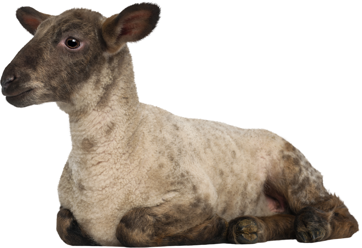 Lamb