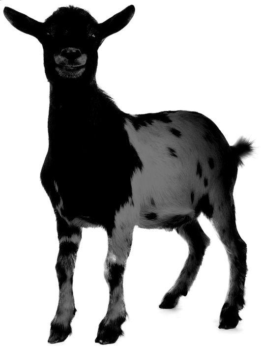 Goat on transparent background