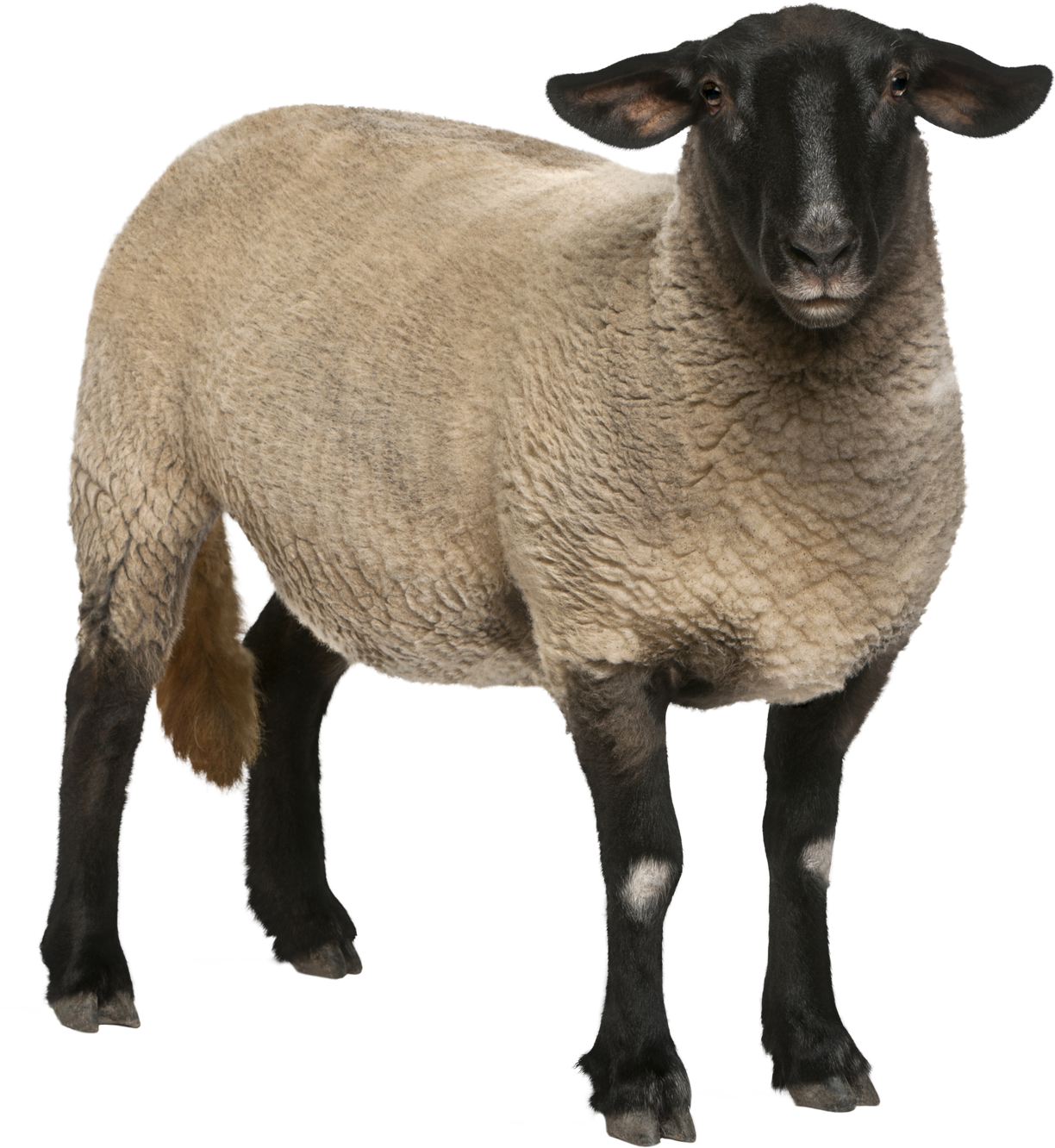 Female Suffolk Sheep, Ovis Aries, 2 Years Old